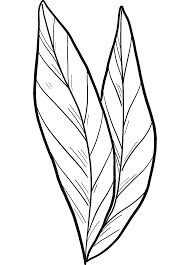 Dibujo de Laurel de Hoja para Colorear