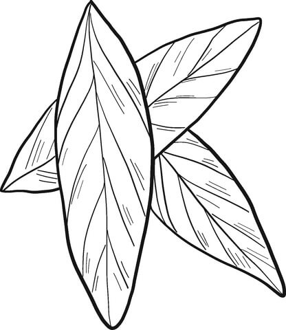 Dibujo de Laurel de Tres Hojas para Colorear