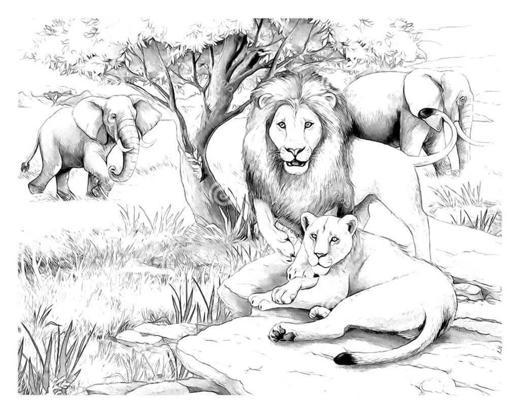 Dibujo de Leones Africanos Adultos para Colorear