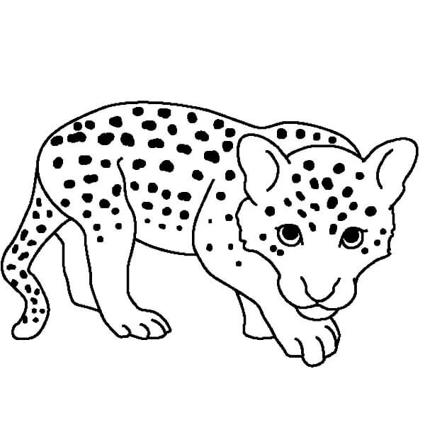 Dibujo de Gran Leopardo para Colorear