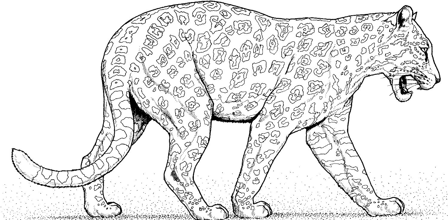 Dibujo de Leopardo Caminando para Colorear