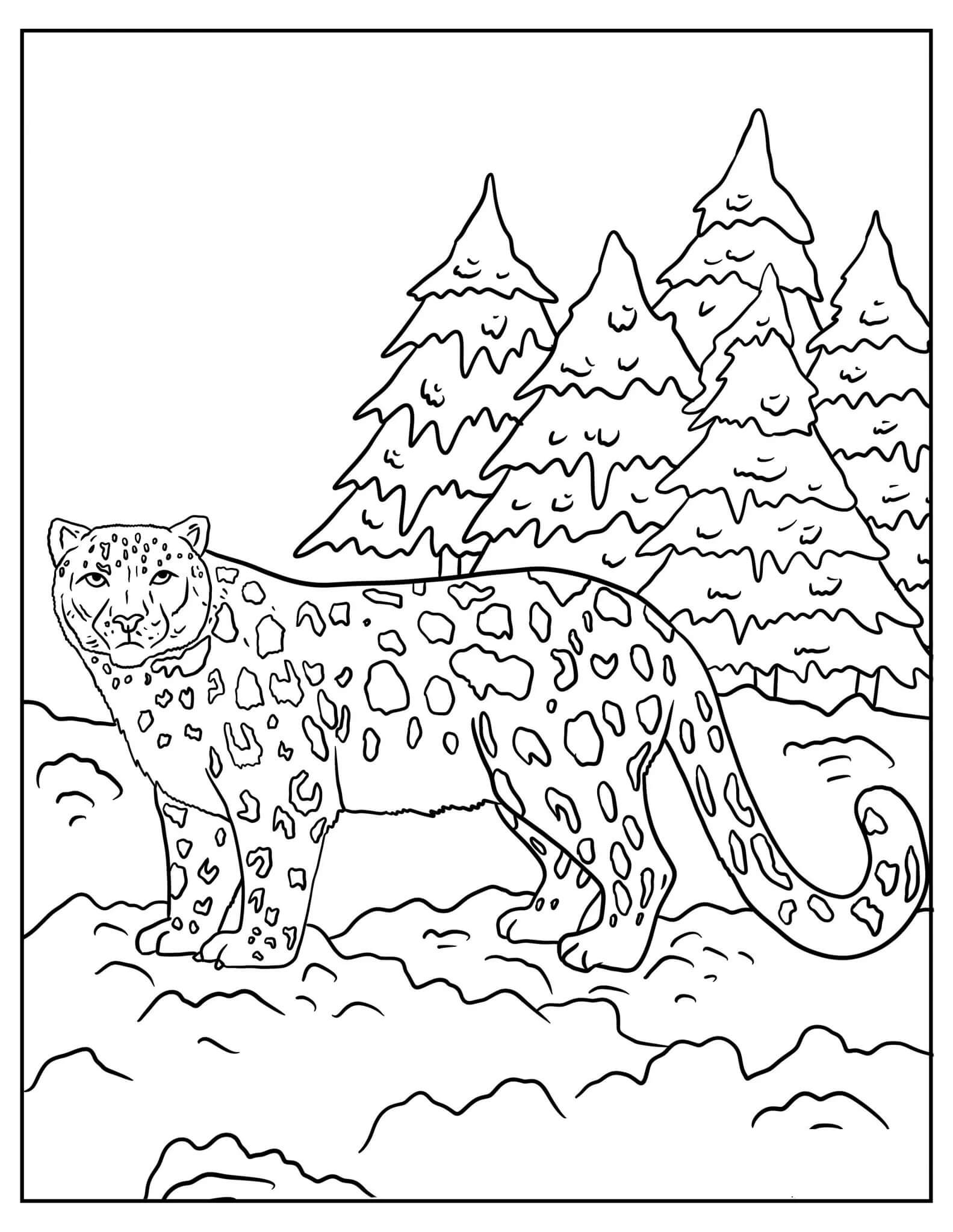 Dibujo de Leopardo de Nieve para Colorear