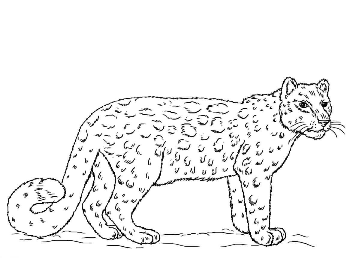 Dibujo de Leopardo de las Nieves Simple para Colorear