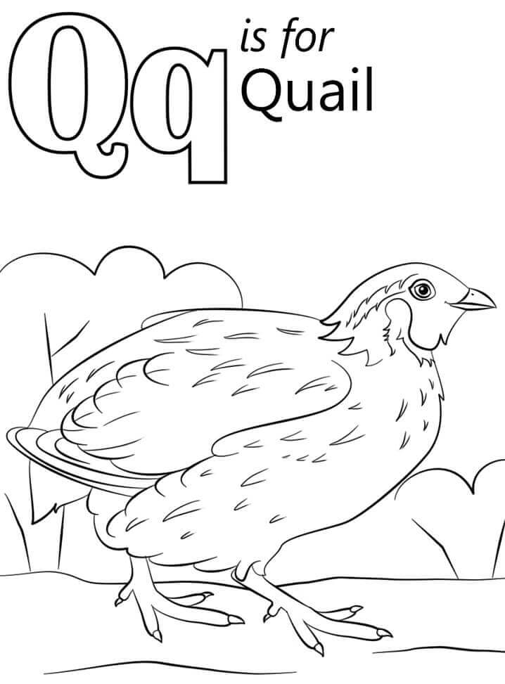 Dibujo de Codorniz Letra Q para Colorear