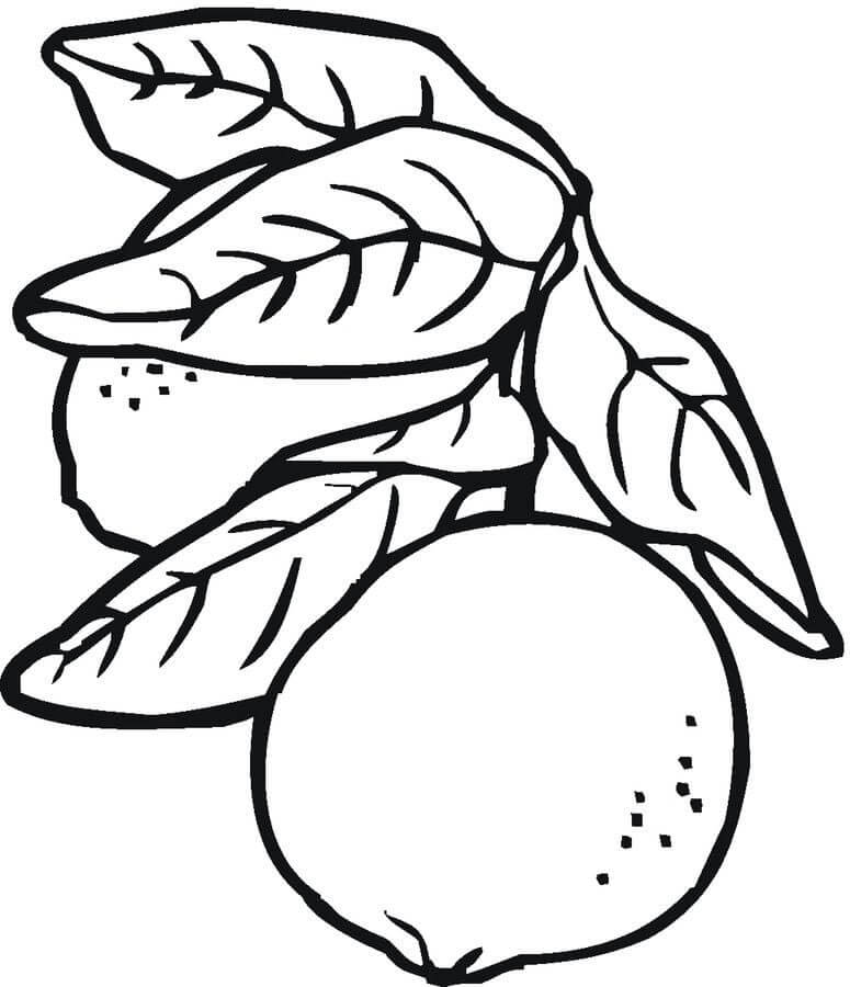 Dibujo de Dos Limones con Hojas para Colorear