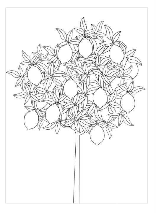Dibujo de Limonero para Colorear