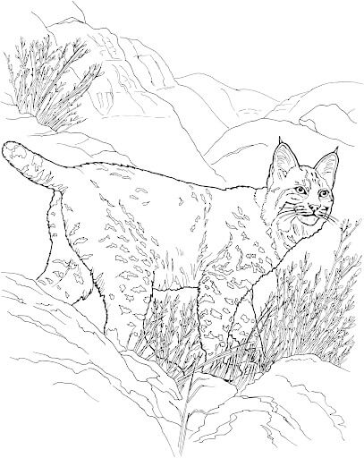 Dibujo de Adorable Lince para Colorear