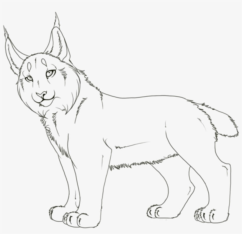 Dibujo de Impresionante Lince para Colorear