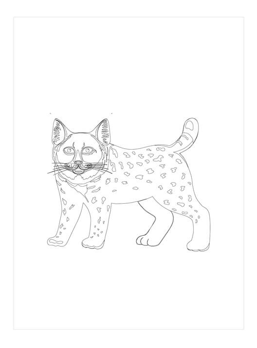 Dibujo de Lince Dibujo para Colorear