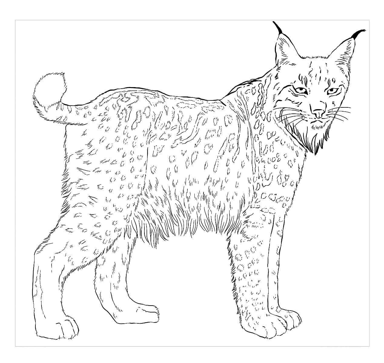 Dibujo de Lince Iberico para Colorear