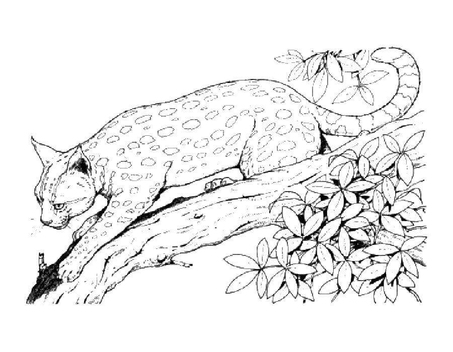 Dibujo de Lince Imprimible para Colorear