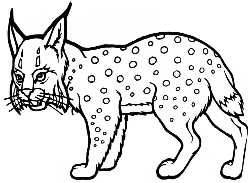 Dibujo de Lince Normal para Colorear