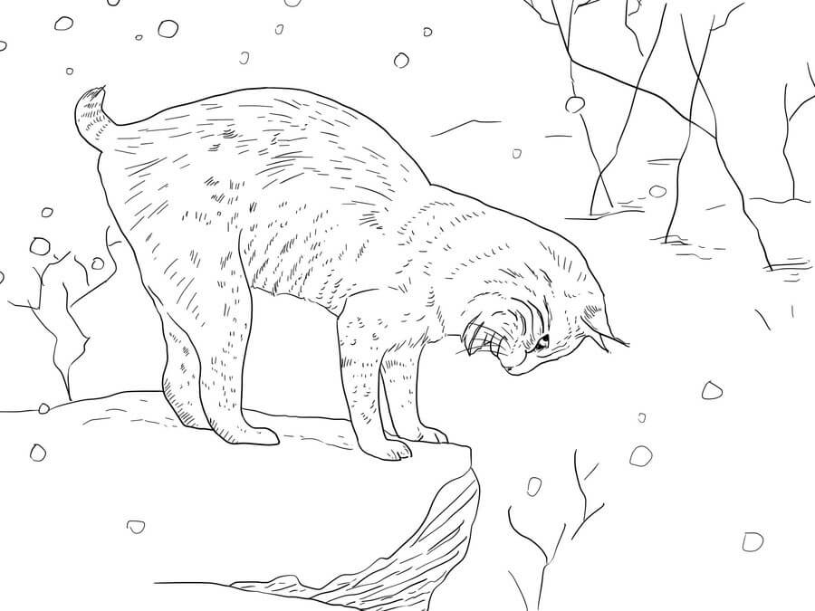 Dibujo de Lince Perfecto para Colorear