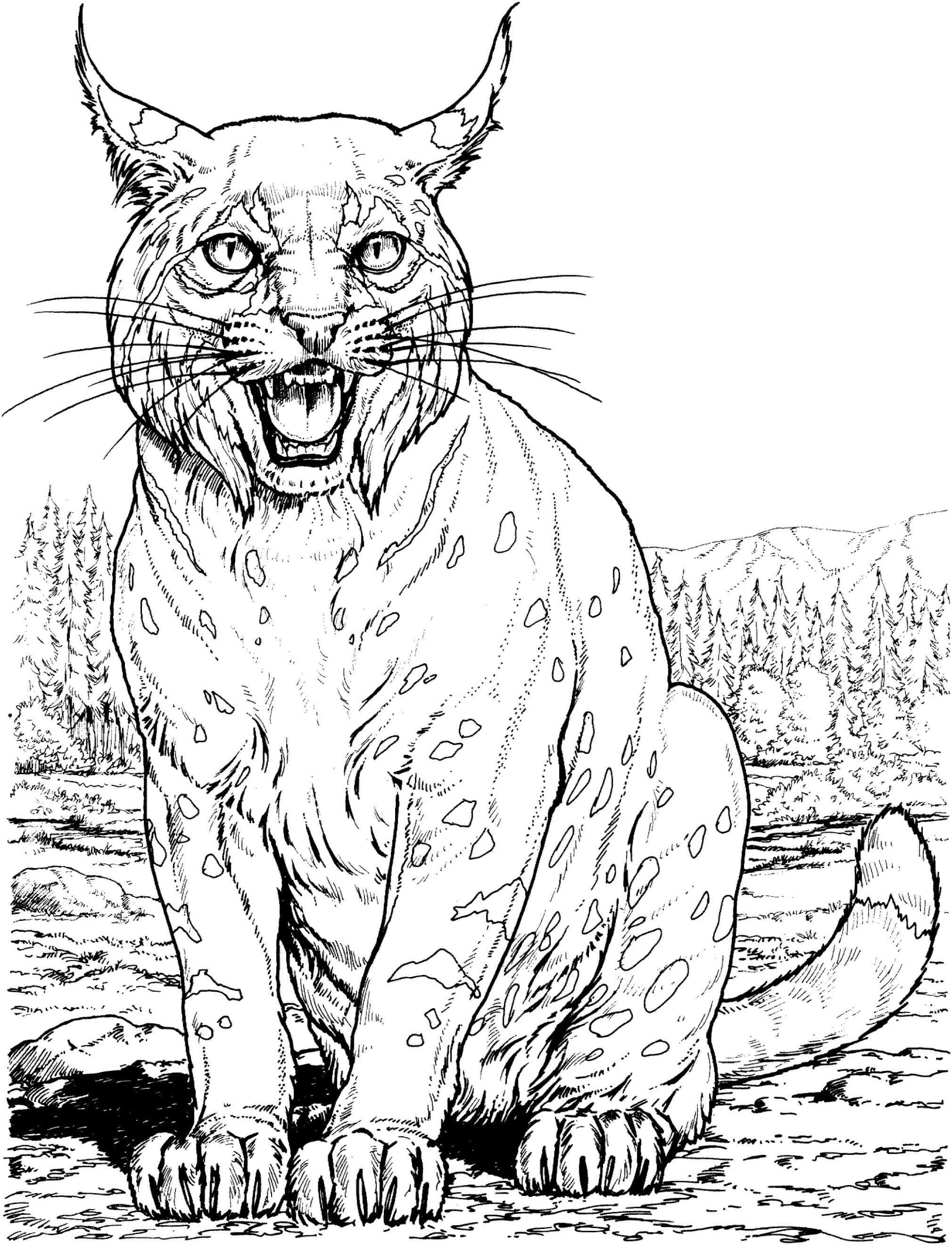 Dibujo de Lince Sentado Scaled para Colorear