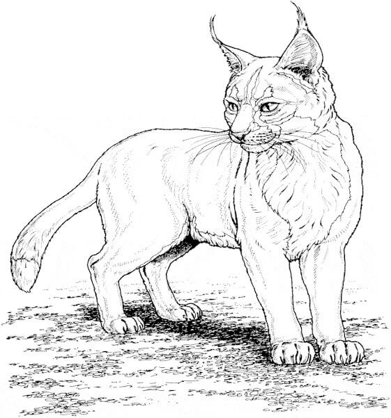 Dibujo de Lince Simple para Colorear