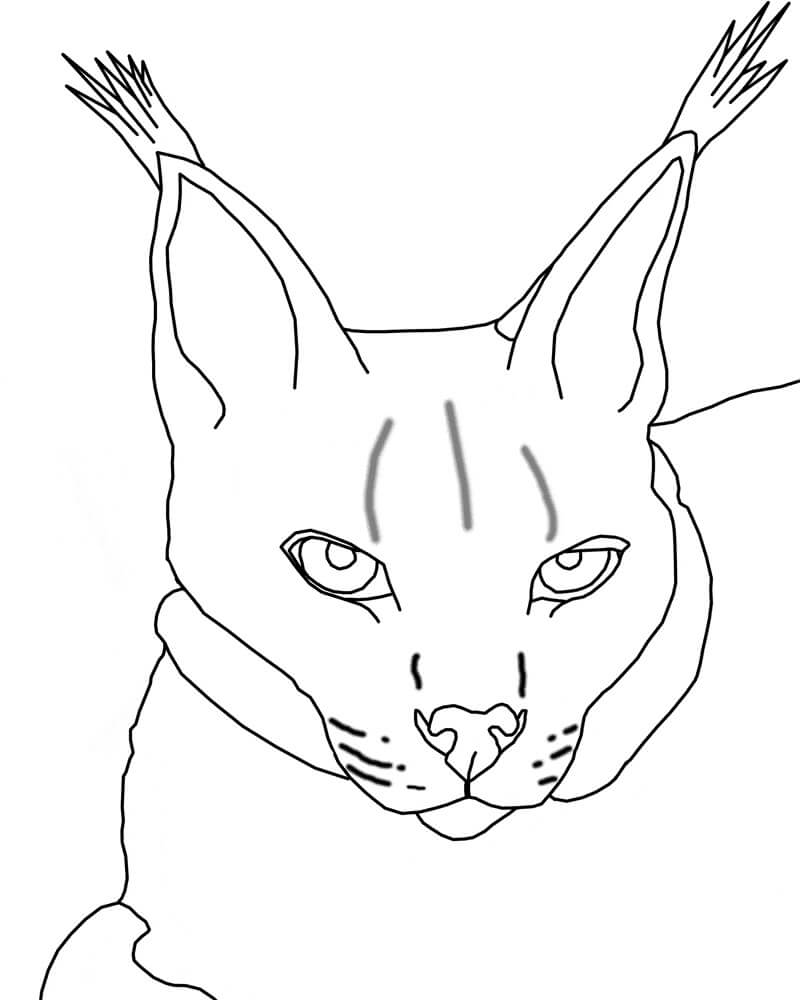 Dibujo de Lince de la Cara para Colorear