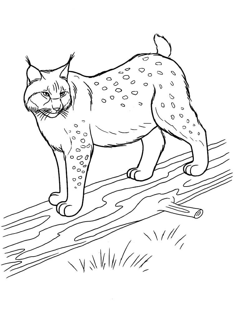 Dibujo de Lince de Pie Sobre un Cuerpo de Madera para Colorear