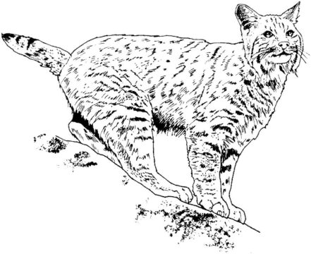 Dibujo de Lindo Lince para Colorear