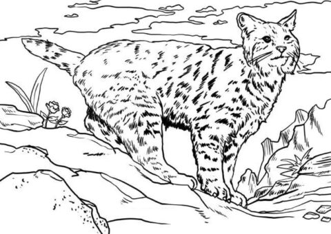 Dibujo de Lynx Asombroso para Colorear