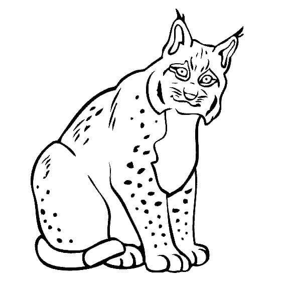 Dibujo de Lynx Gordo Sentado para Colorear