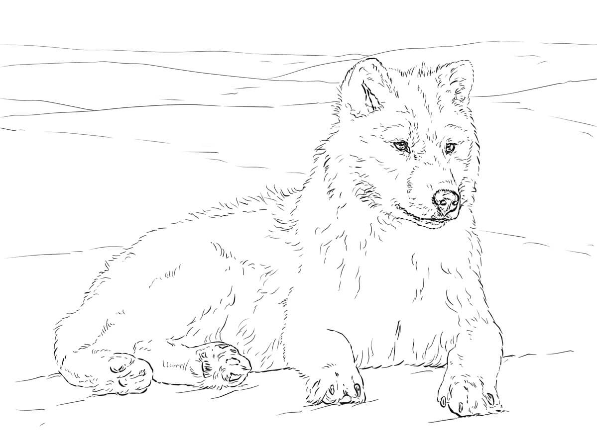 Dibujo de Lobo Artico para Colorear