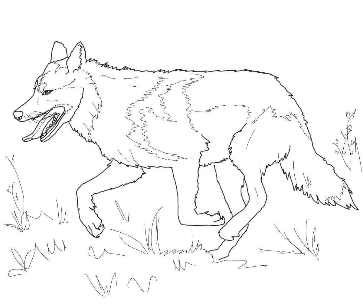 Dibujo de Lobo Caminando para Colorear