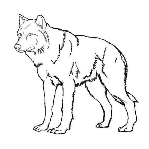 Dibujo de Lobo Imprimible para Colorear