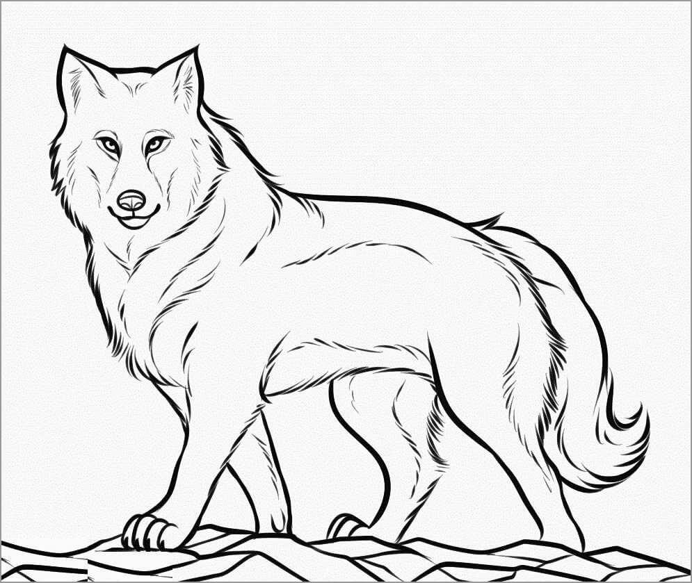 Dibujo de Lobo Normal para Colorear
