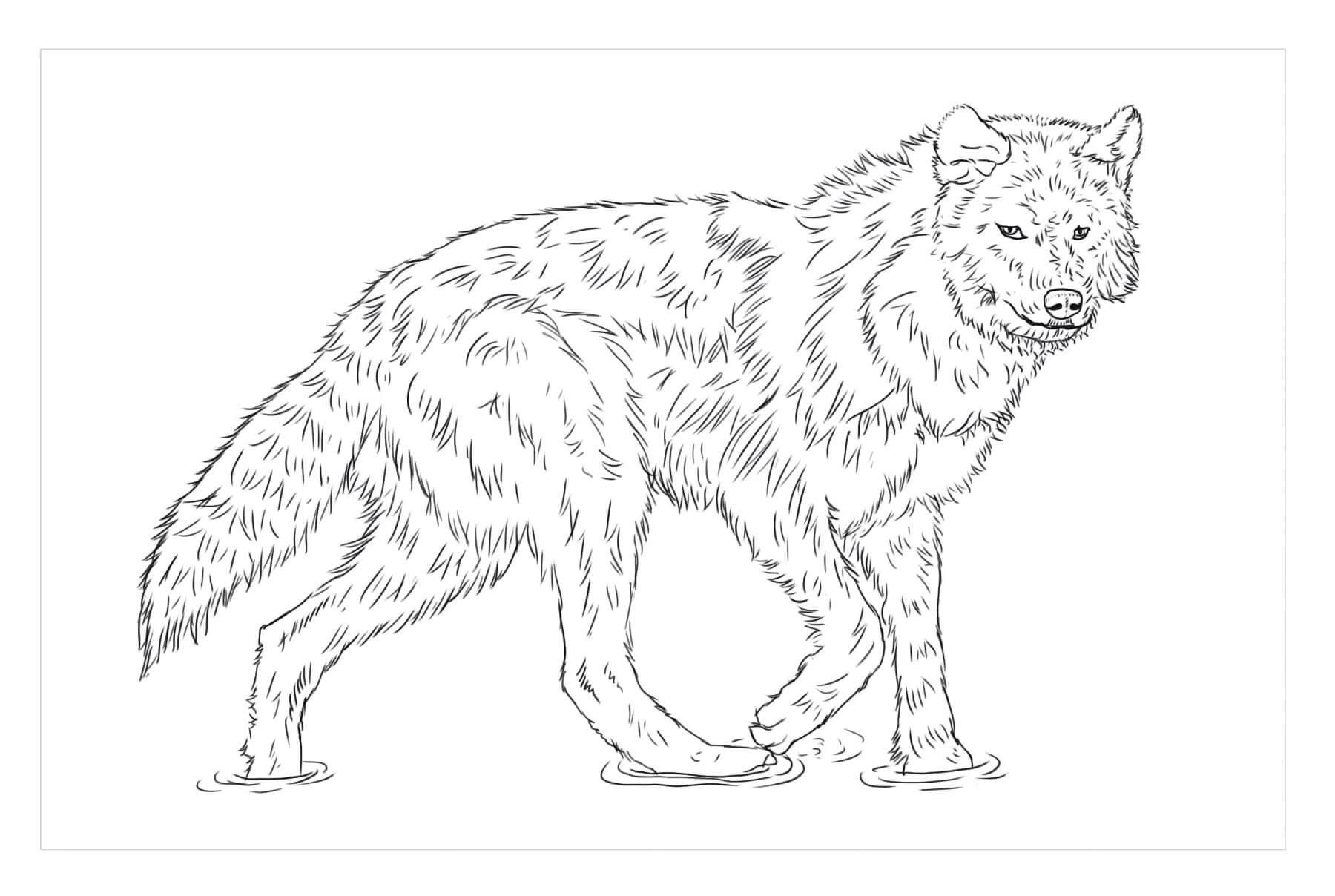 Dibujo de Lobo de Madera para Colorear