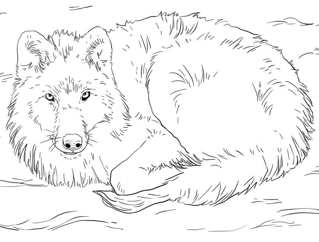 Dibujo de Lobo Se Acuesta para Colorear