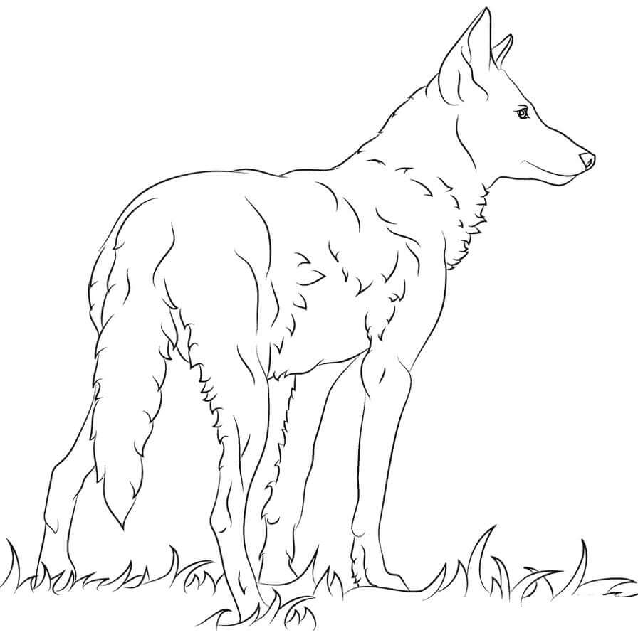 Dibujo de Lobo Sobre Hierba para Colorear