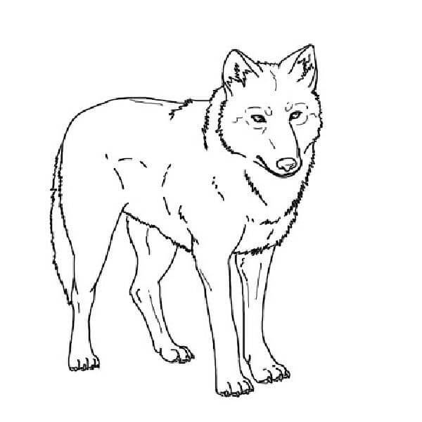 Dibujo de Lobo Impresionante para Colorear