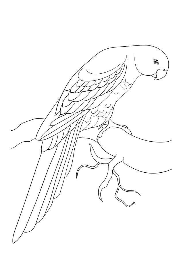 Dibujo de Adorable Loro para Colorear
