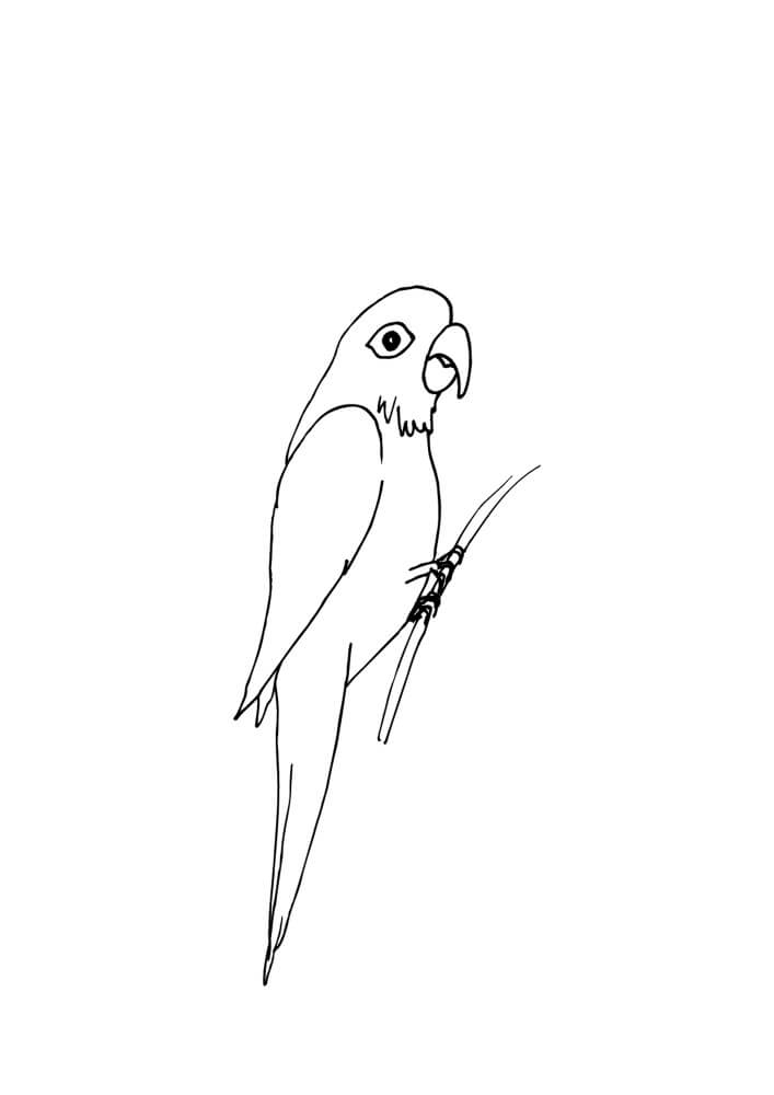 Dibujo de Bonito Loro para Colorear