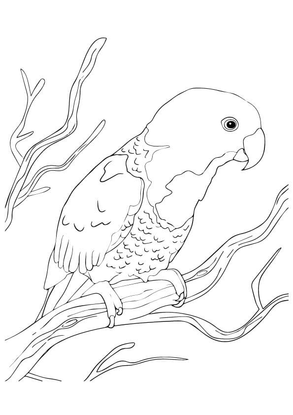 Dibujo de El Loro Azul Nuca para Colorear