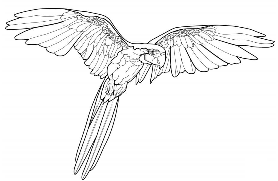 Dibujo de Guacamayo Volador para Colorear