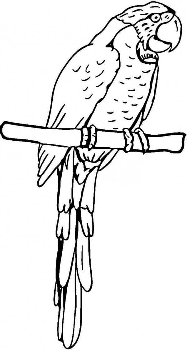 Dibujo de Loro Agradable para Colorear