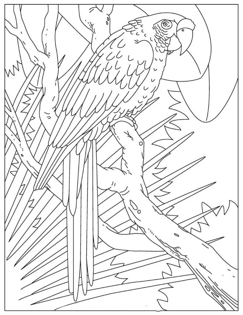 Dibujo de Loro básico en árbol para Colorear
