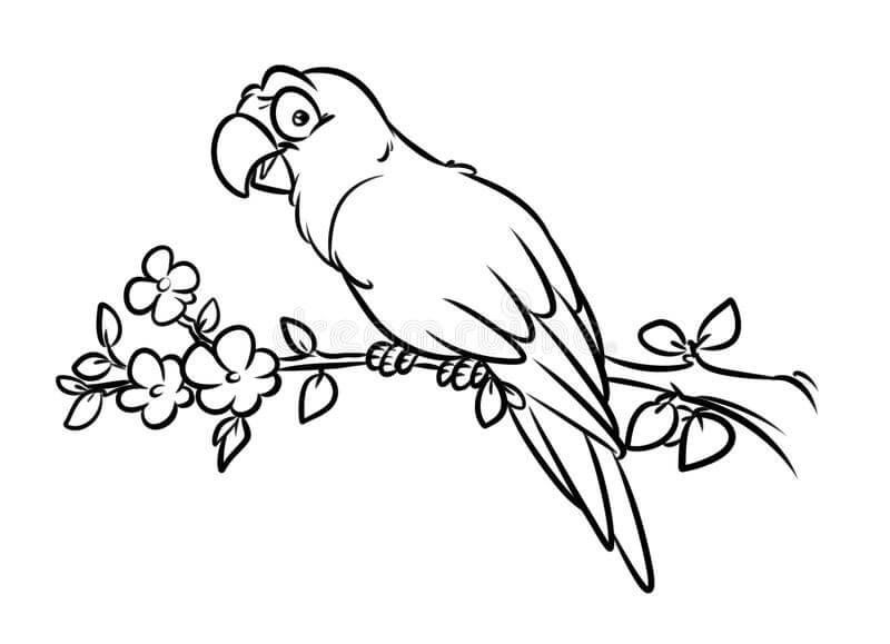 Dibujo de Loro básico para Colorear