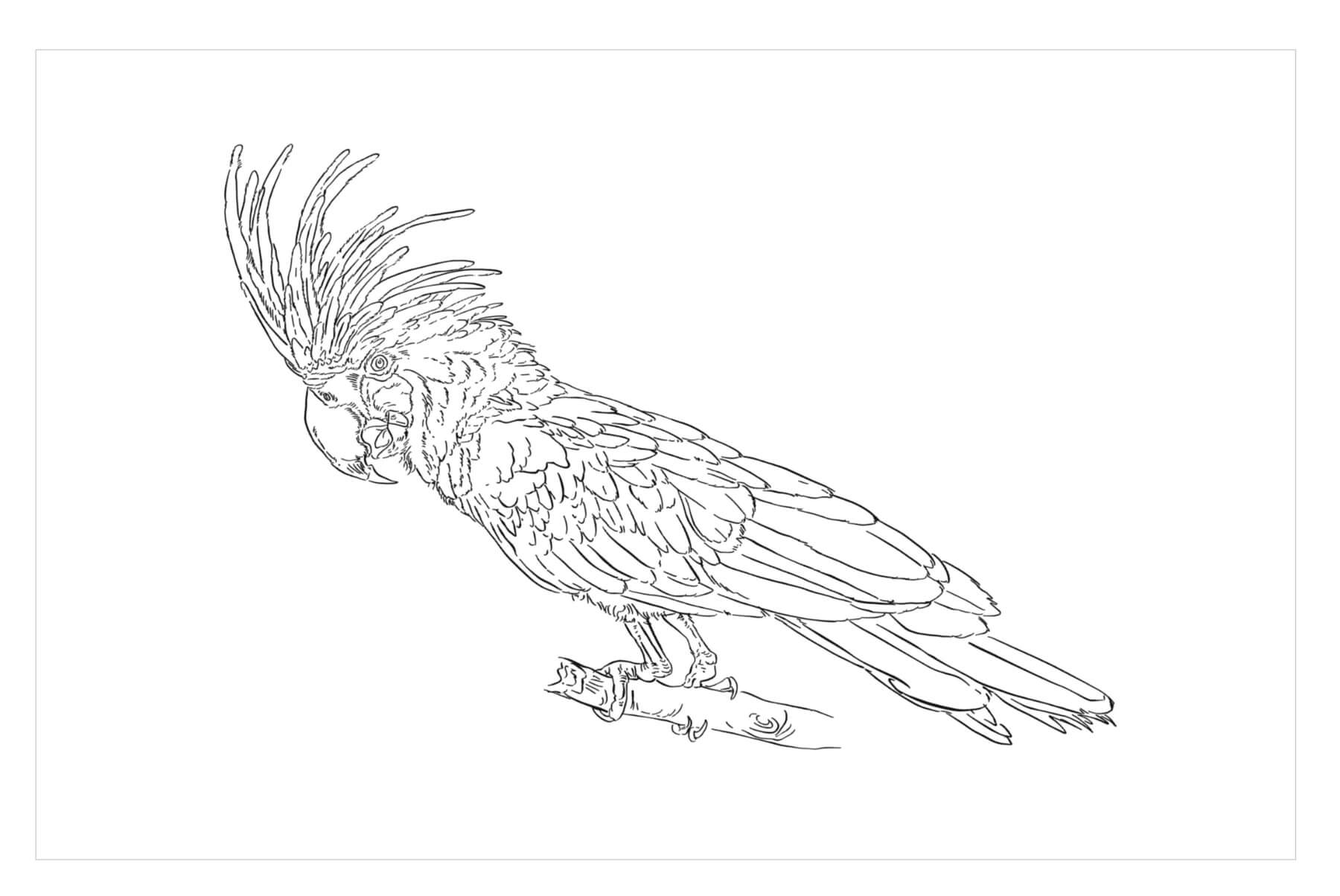 Dibujo de Loro Dibujar a Mano para Colorear