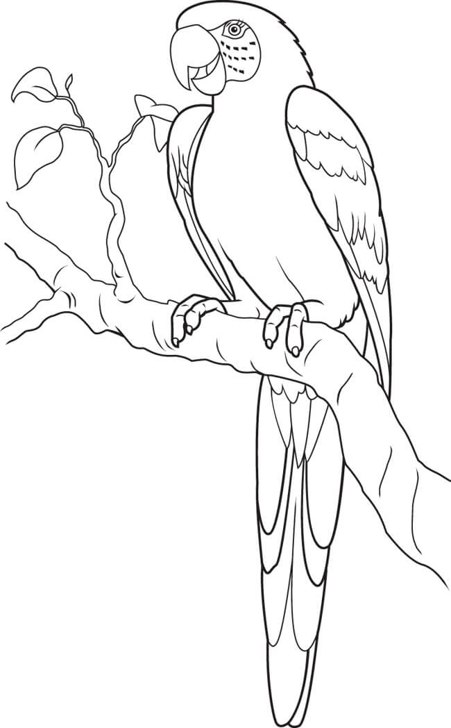 Dibujo de Loro en Rama árbol con Hojas para Colorear
