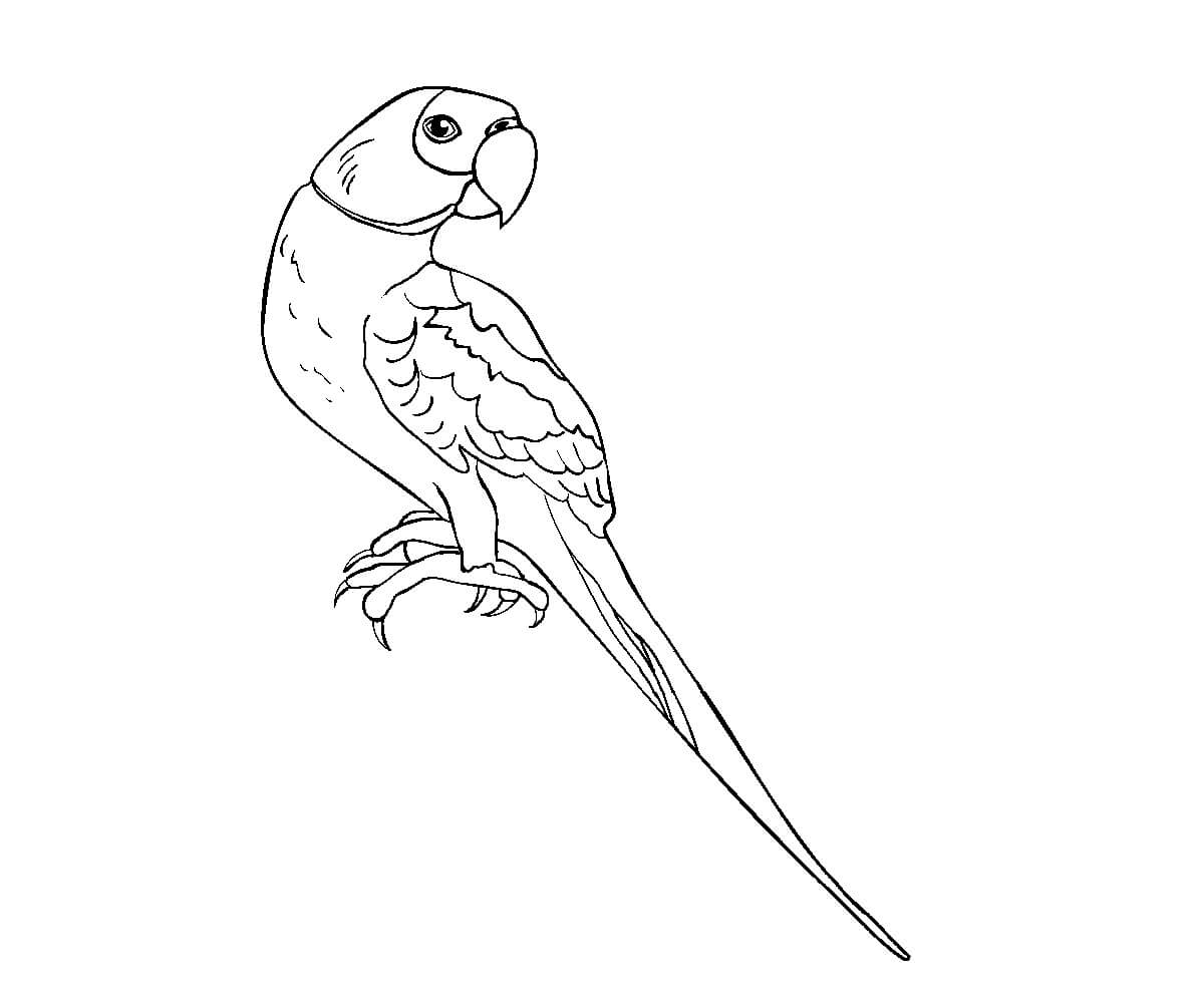 Dibujo de Loro imágenes Gratis para Colorear