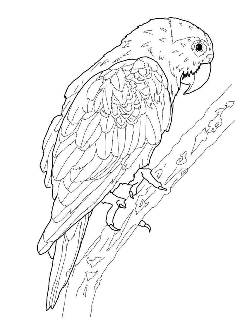 Dibujo de Loro Impresionante para Colorear