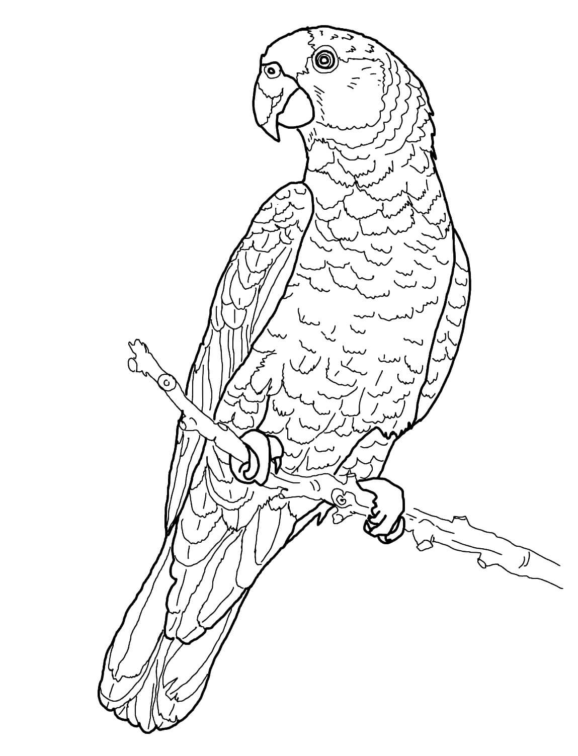 Dibujo de Loro Increible para Colorear