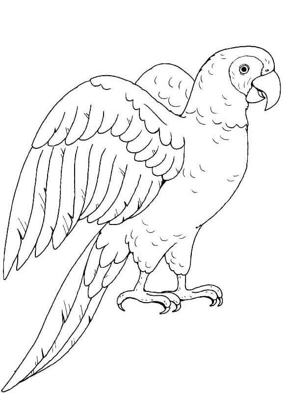 Dibujo de Loro Perfecto para Colorear