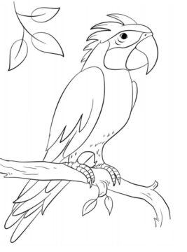 Dibujo de Loro Sisserou en la Rama para Colorear