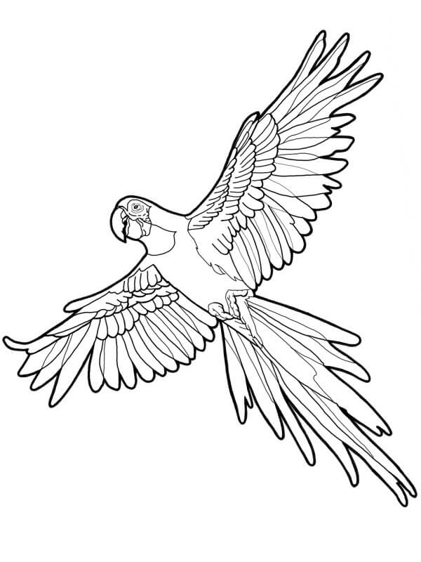 Dibujo de Loro Volando para Colorear