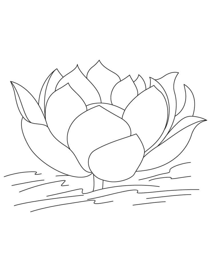Dibujo de Bonito Loto para Colorear