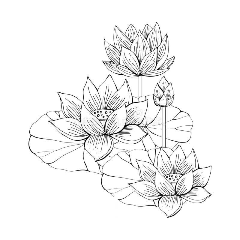 Dibujo de Cuatro Loto para Colorear