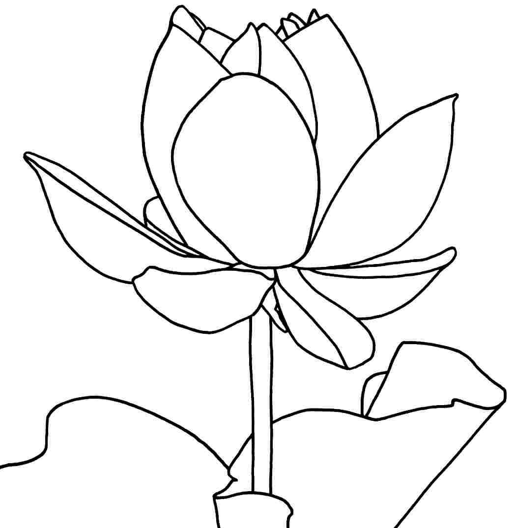 Dibujo de Loto para Colorear